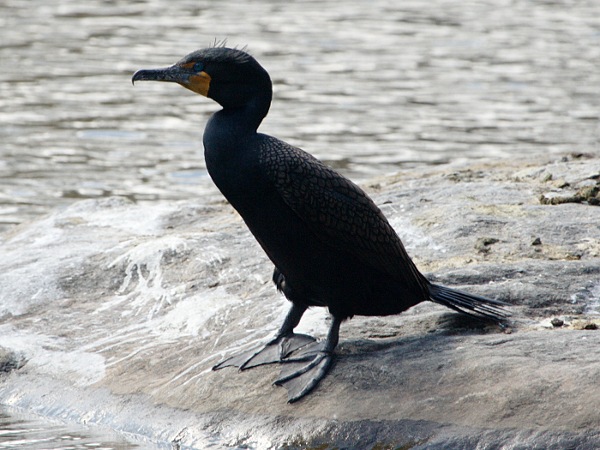 Double-crested Cormorant