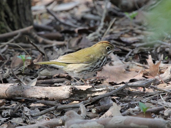 Ovenbird
