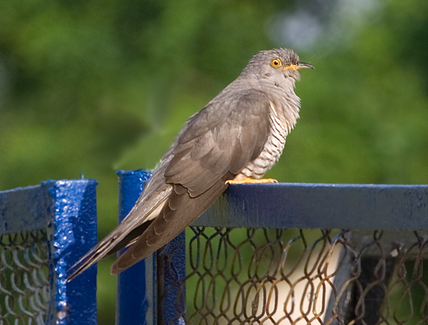 Common Cuckoo
