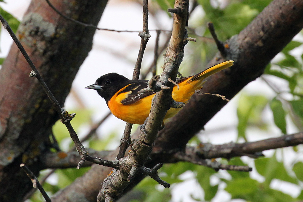 Baltimore Oriole