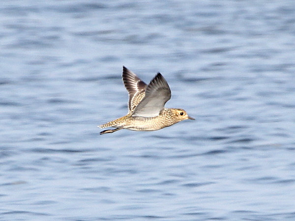 European Golden Plover