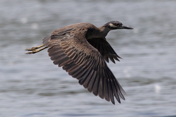 Yellow-crowned Night Heron