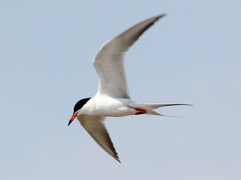 Forster's Tern