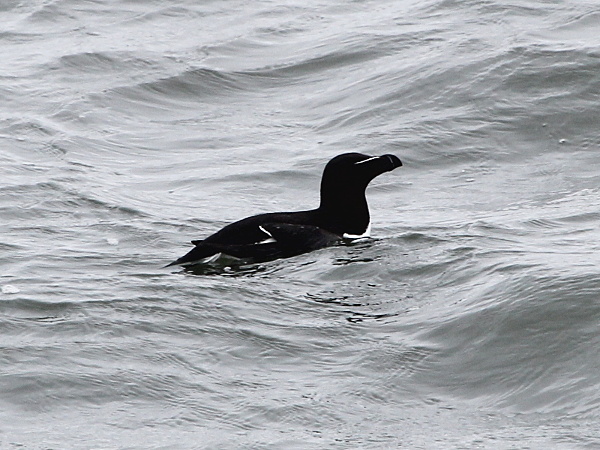 Razorbill