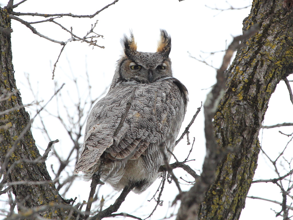 Great Horned Owl