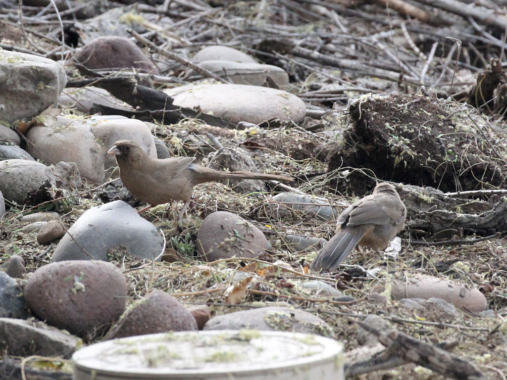 Abert's Towhee
