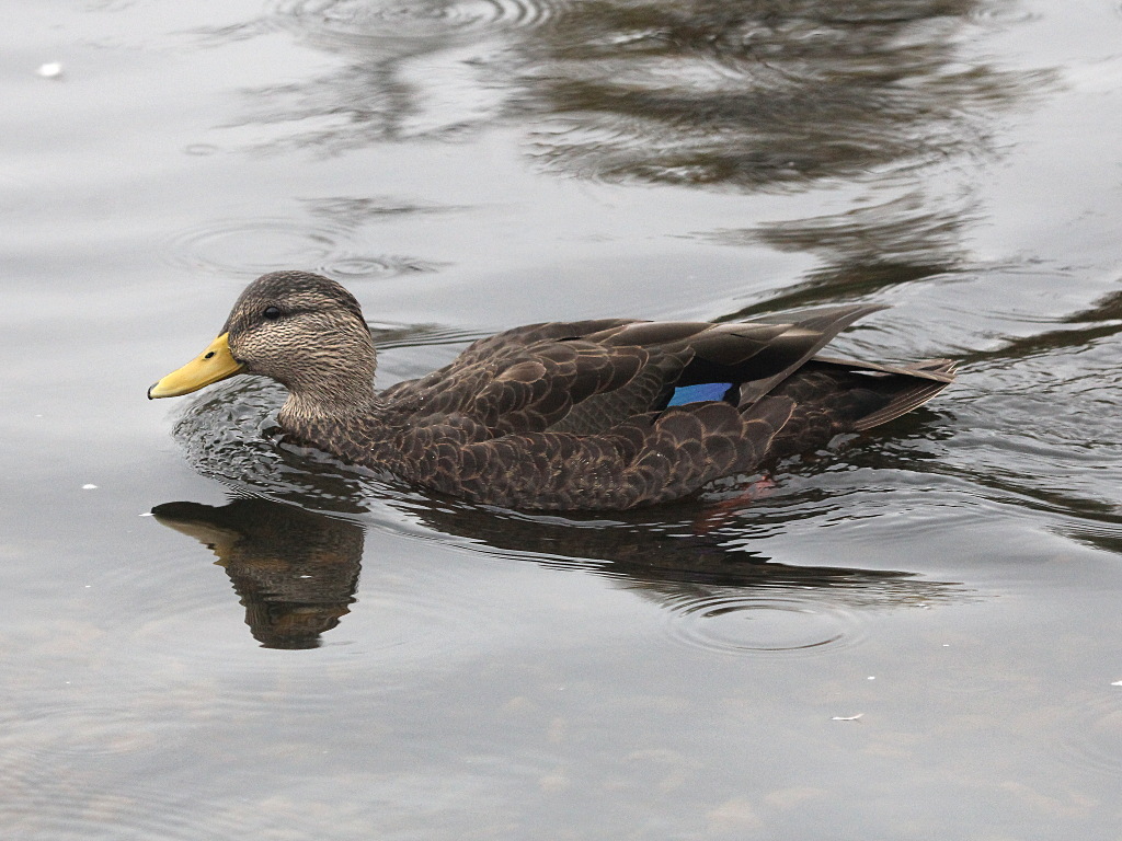 American Black Duck