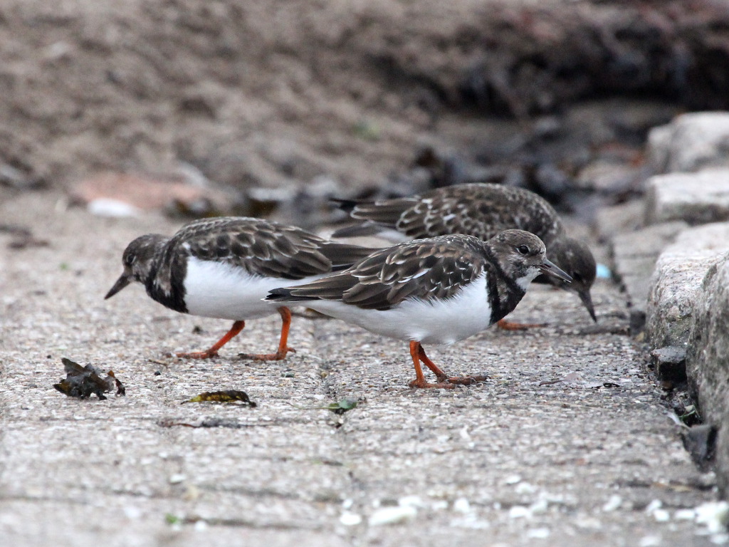 [photo]
