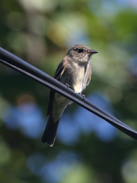 Eastern Wood-Pewee
