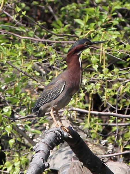 Green Heron