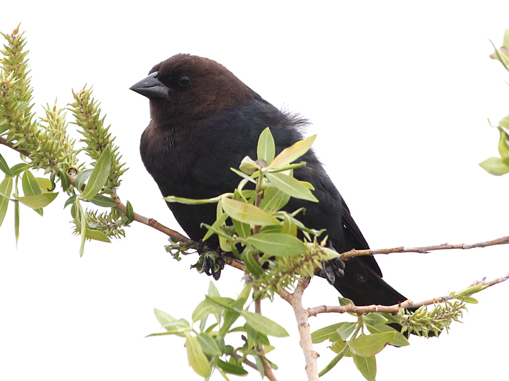 Brown-headed Cowbird