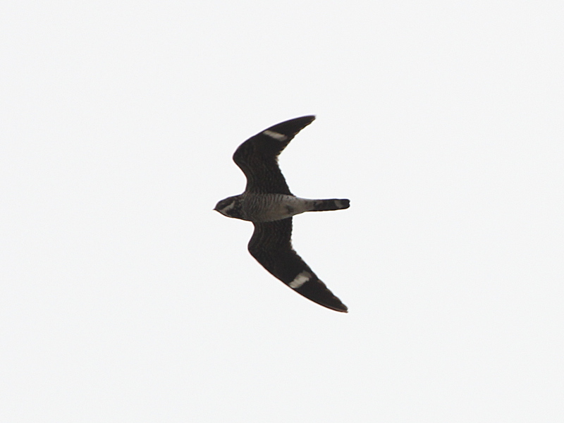 Common Nighthawk