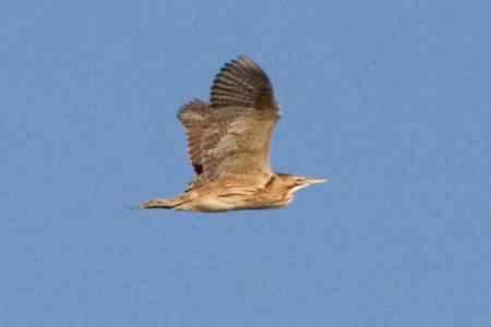 Eurasian Bittern