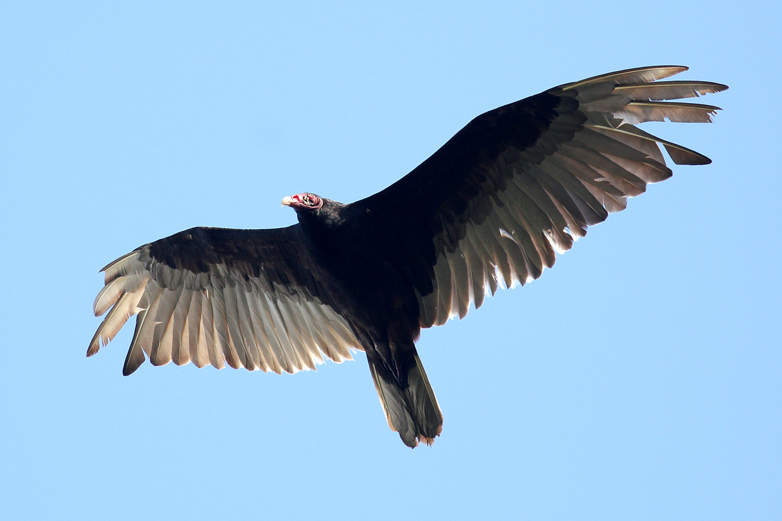 Turkey Vulture