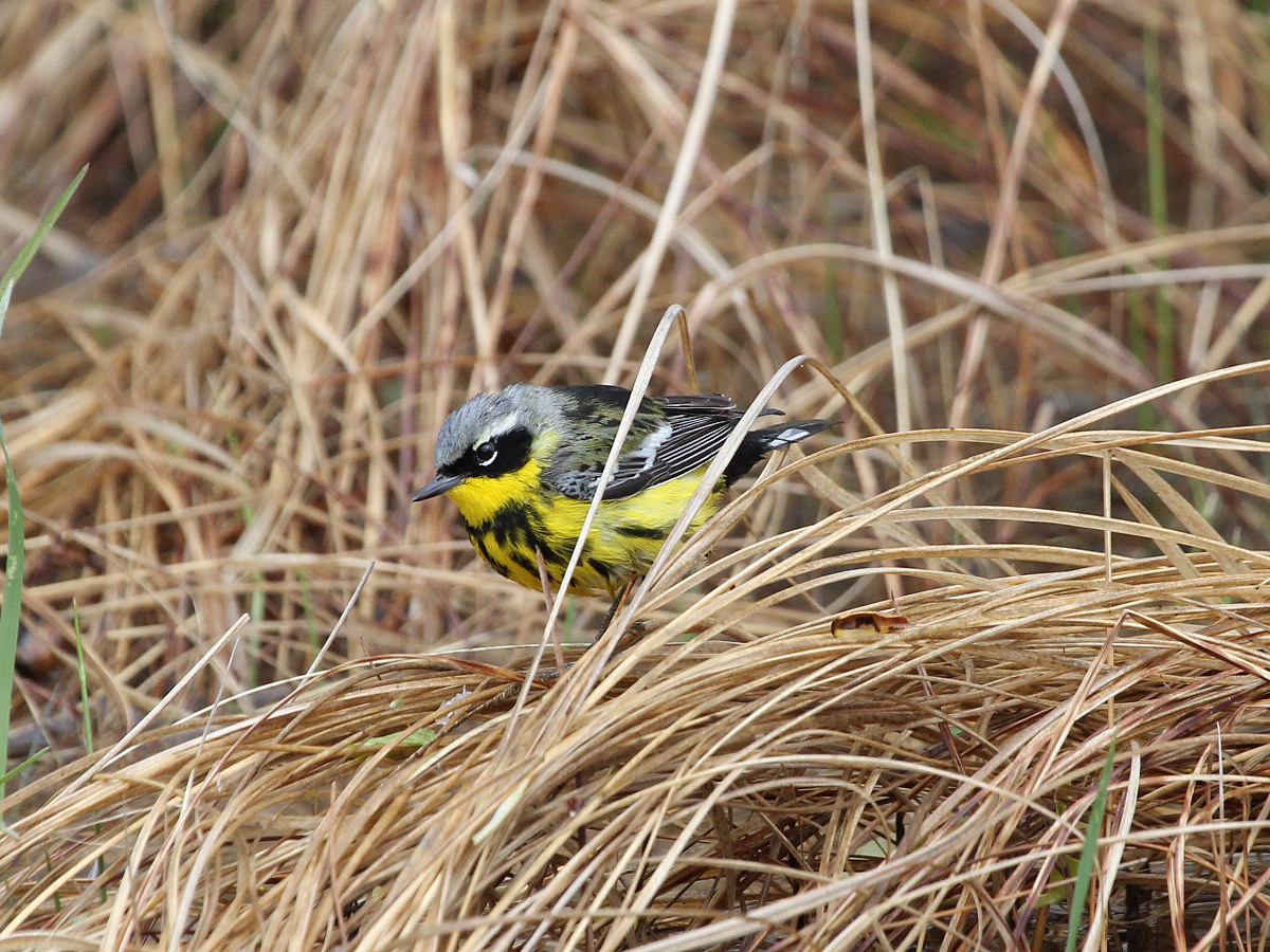 Magnolia Warbler