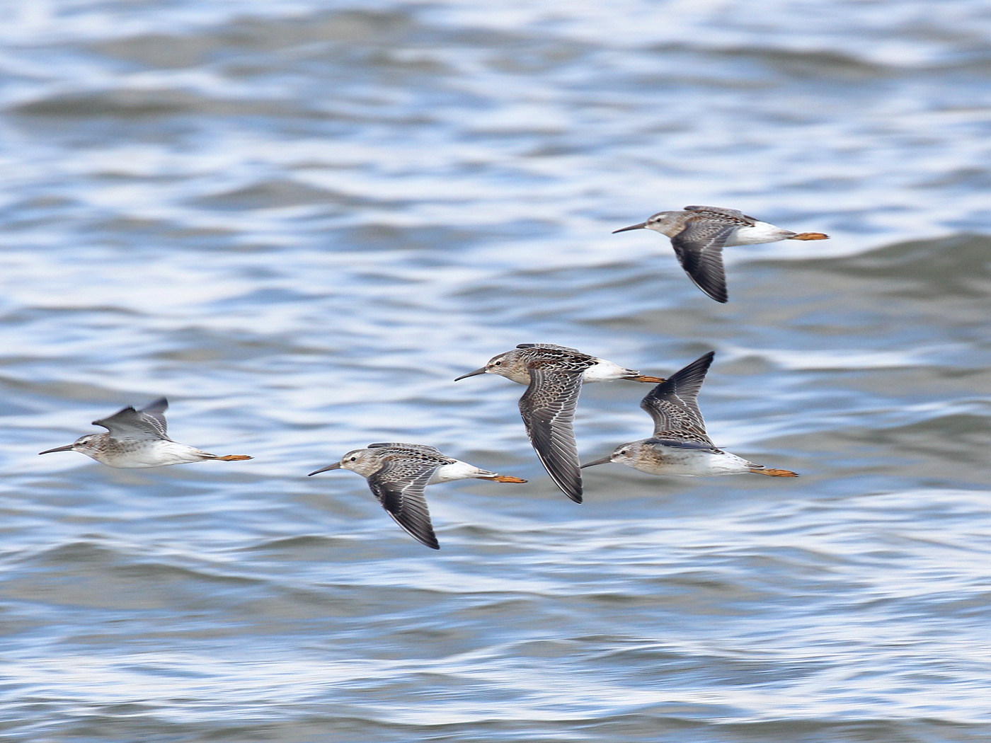 Stilt Sandpiper
