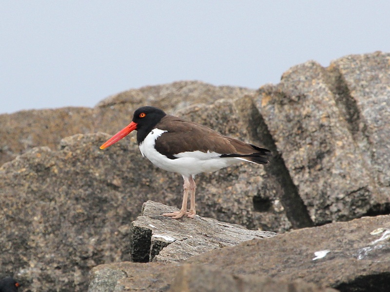 American Oystercatcher