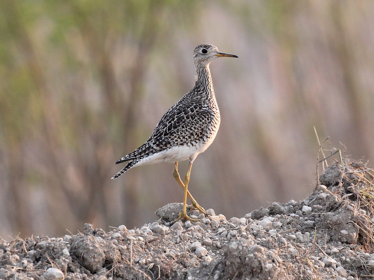 Upland Sandpiper