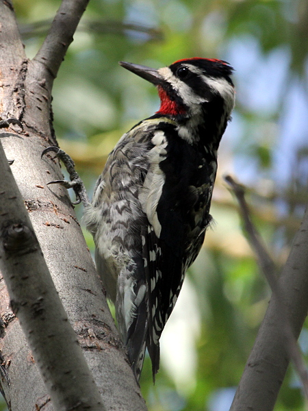 Yellow-bellied Sapsucker