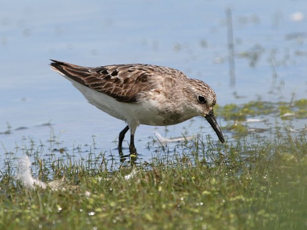 Semipalmated Sandpiper