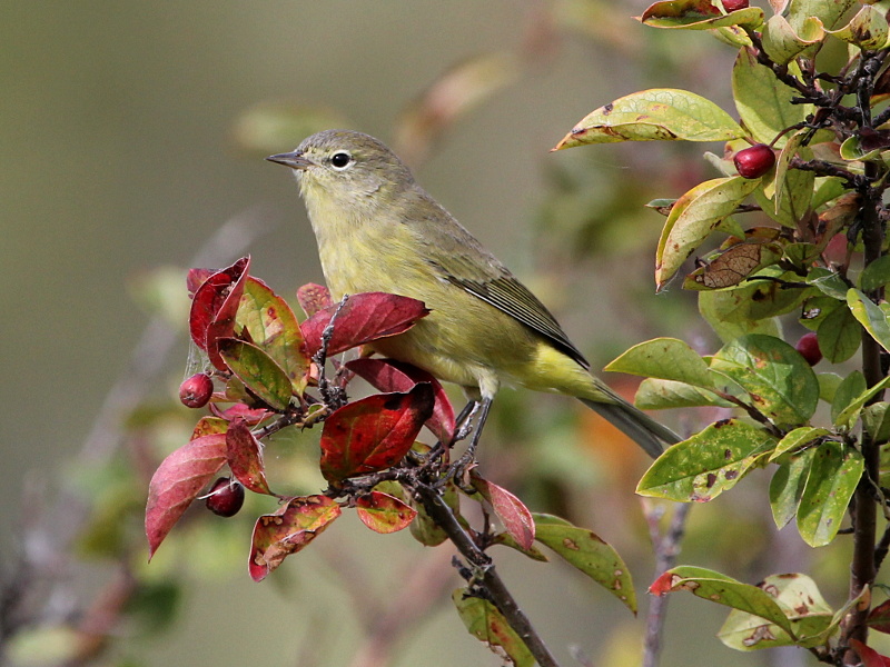 Orange-crowned Warbler
