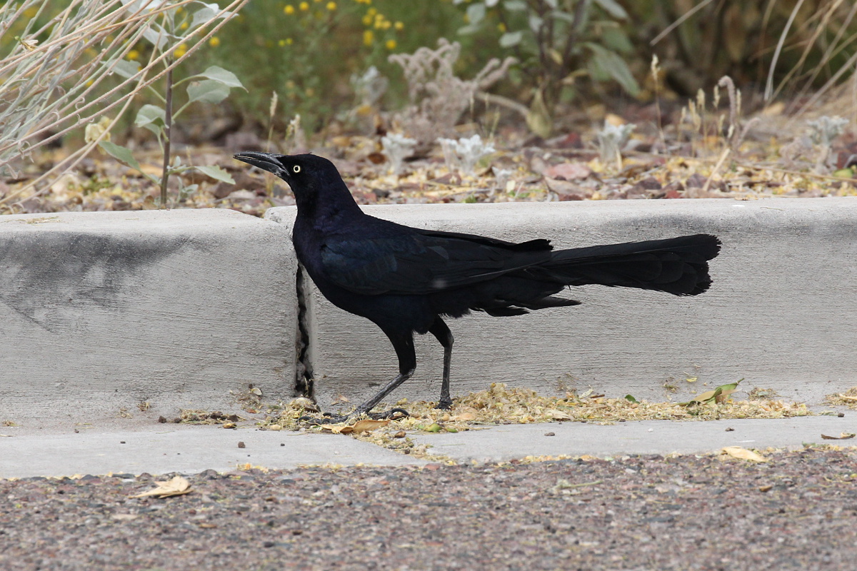 Great-tailed Grackle