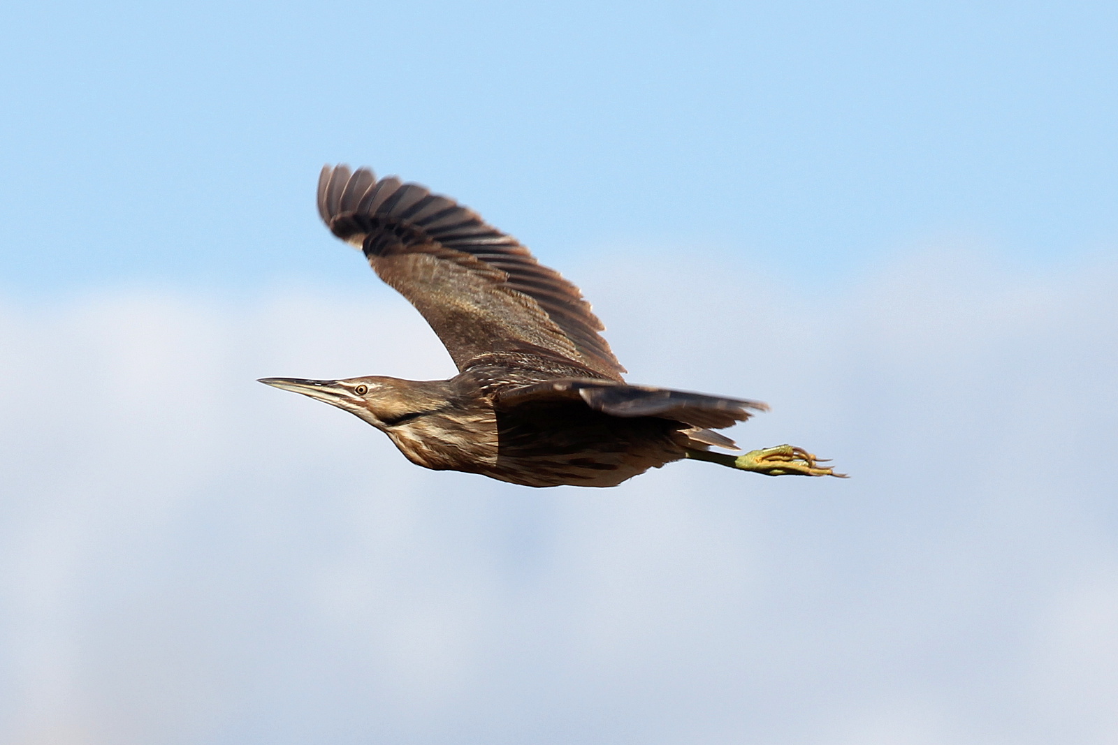 American Bittern