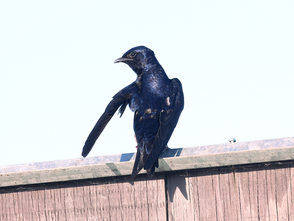 Purple Martin