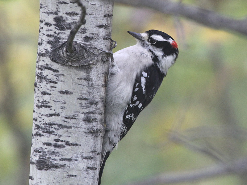 Downy Woodpecker
