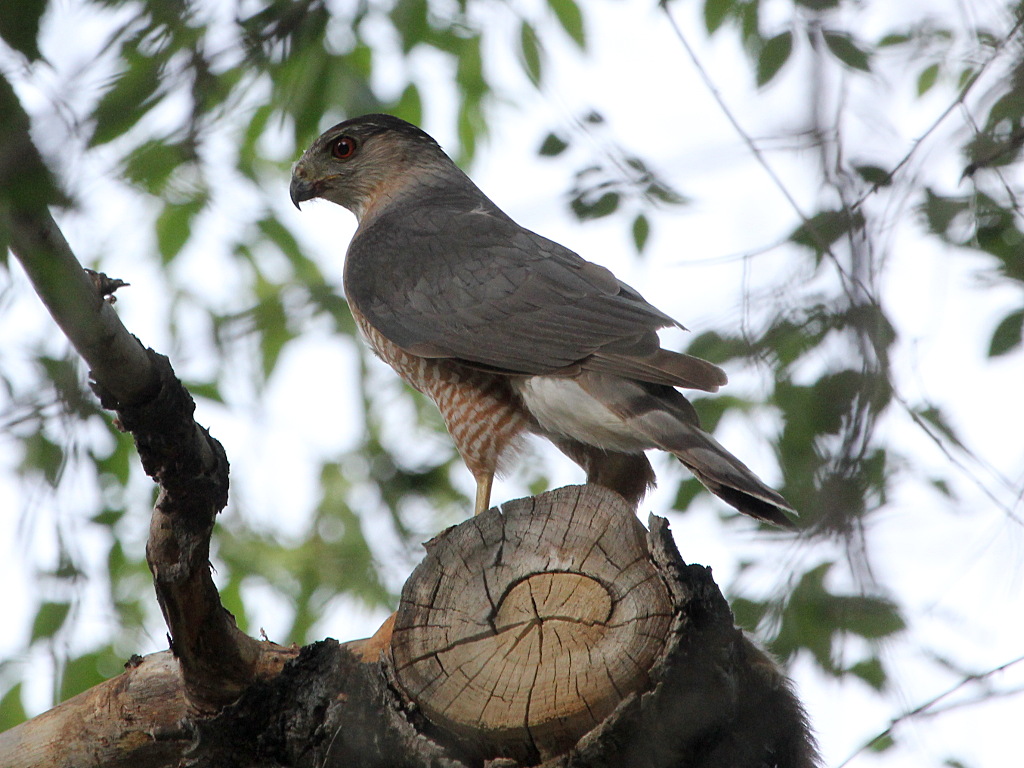 Cooper's Hawk
