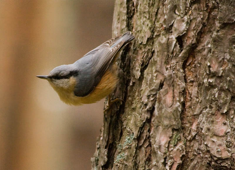 Кто летает хвостом вперед. Лазающие птицы. Птица корабкивается по деревьям. Курица на дереве. Козлы которые лазят по деревьям.