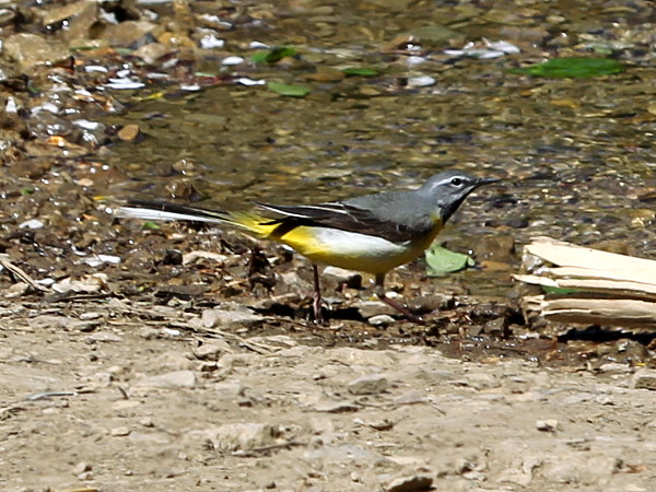 Gray Wagtail