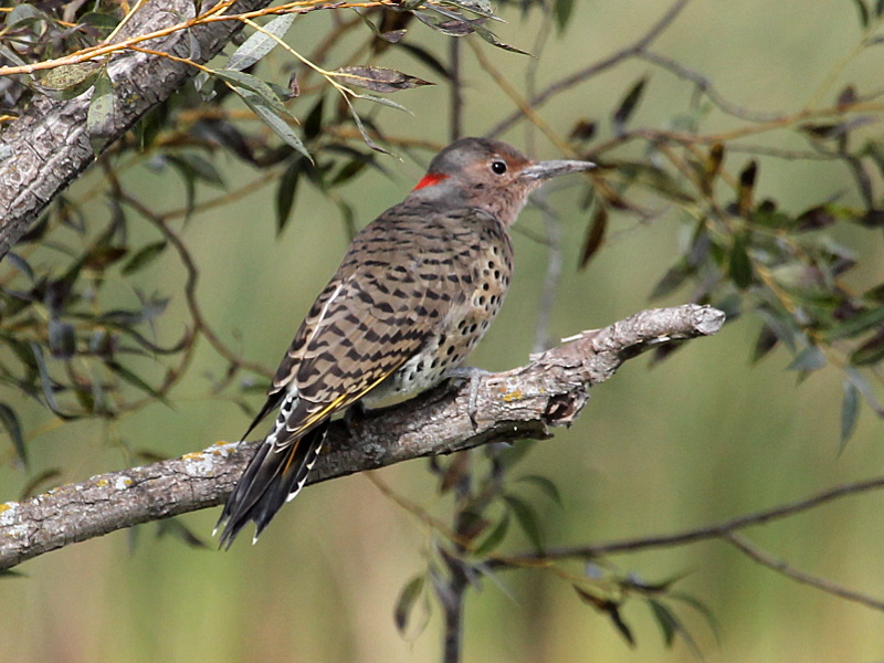 Northern Flicker