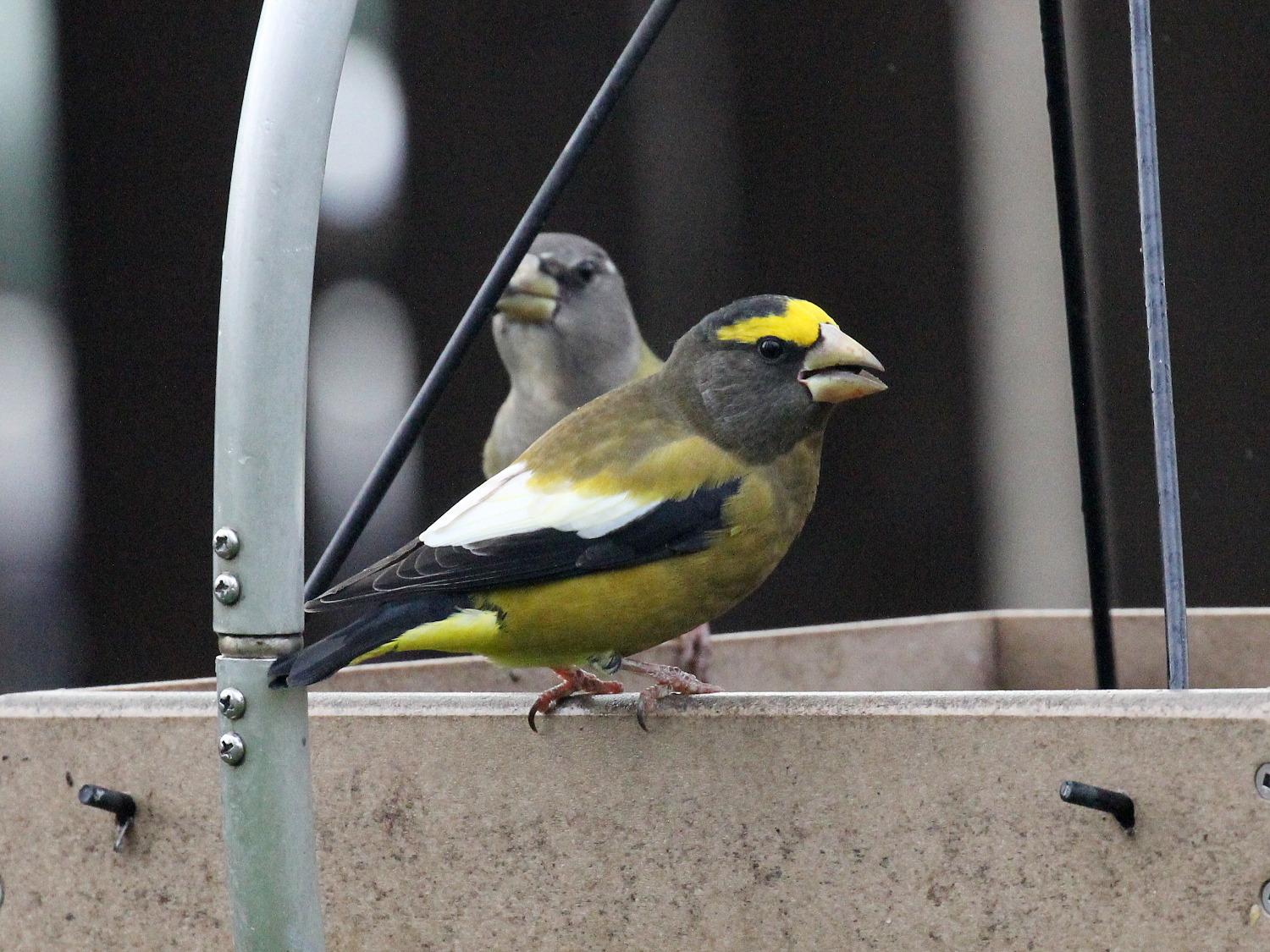 Evening Grosbeak