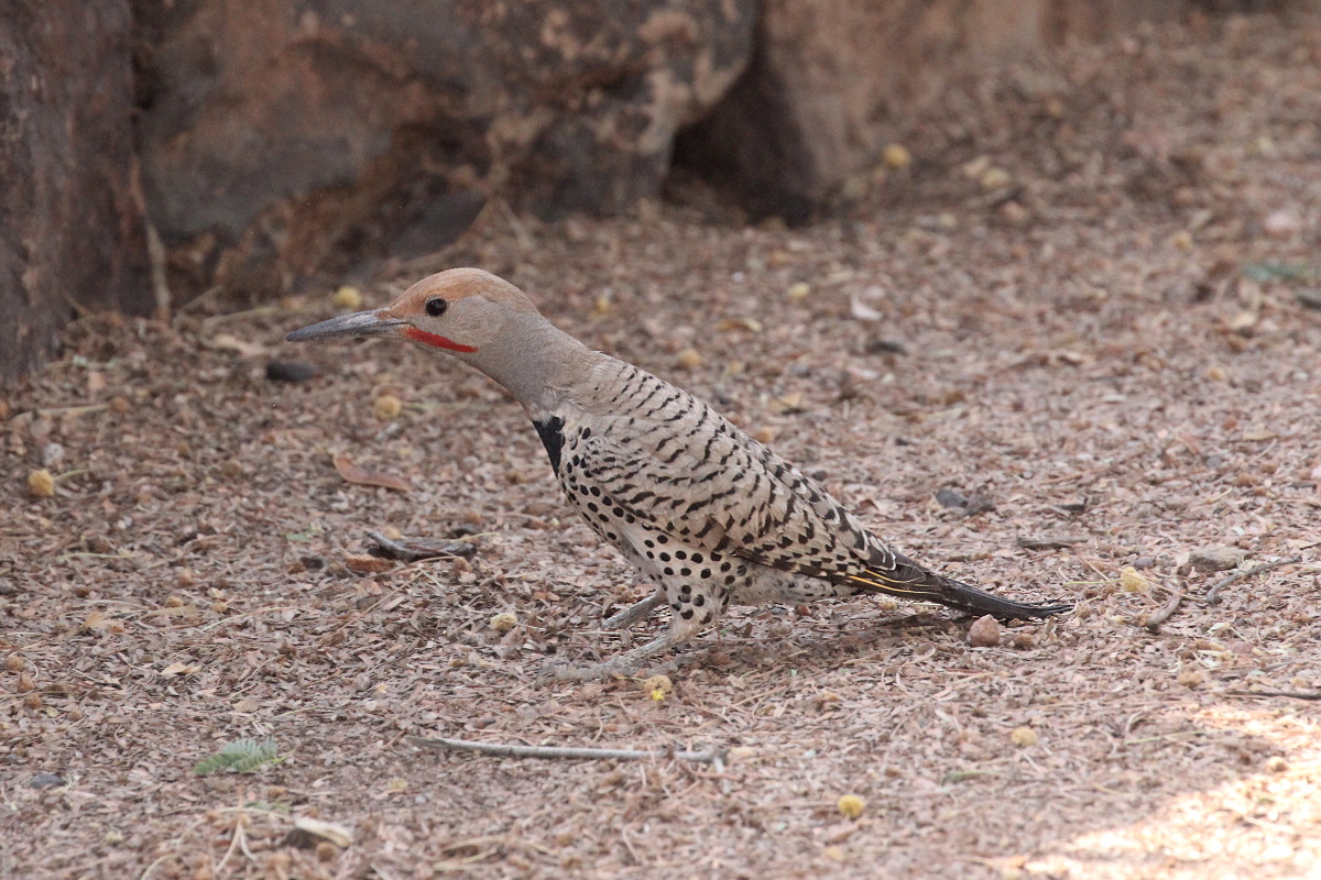 Gilded Flicker