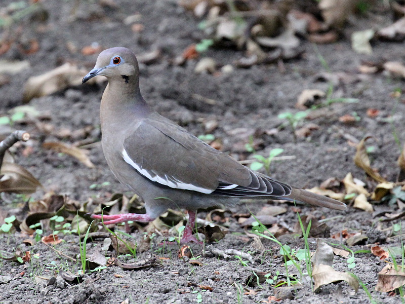 White-winged Dove