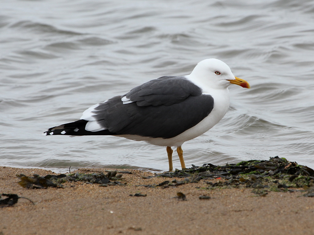 Lesser Black-backed Gull