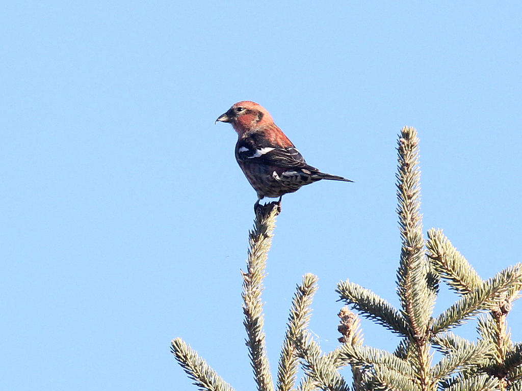 White-winged Crossbill