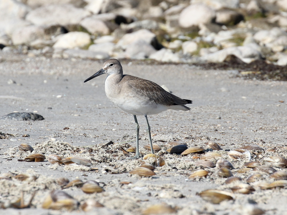 Willet