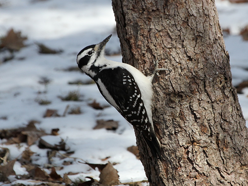 Hairy Woodpecker