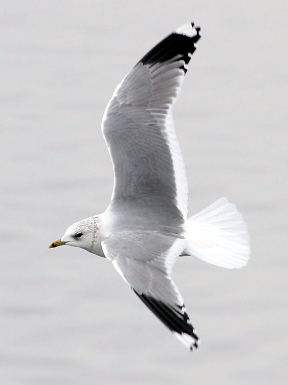 Common Gull