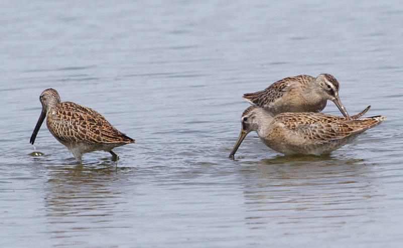 Short-billed Dowitcher
