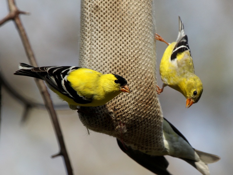 American Goldfinch