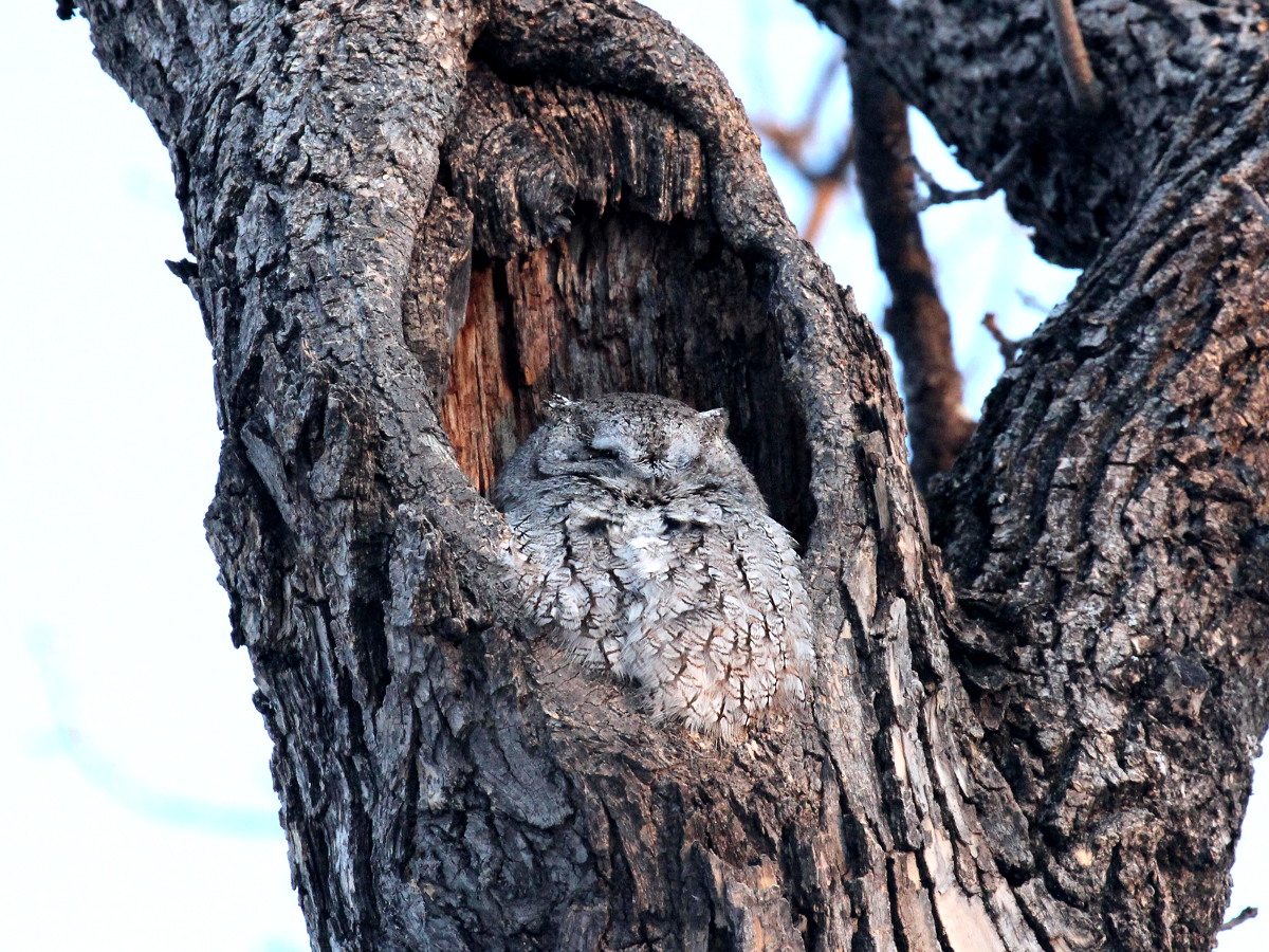 Eastern Screech-Owl
