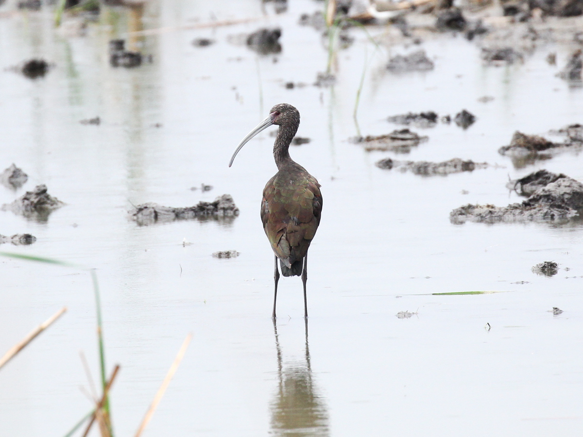 White-faced Ibis