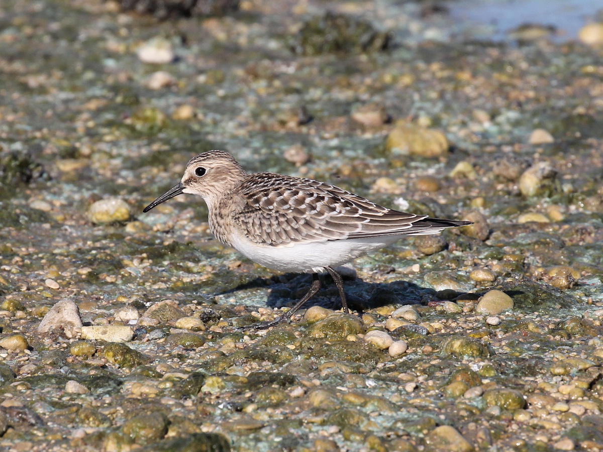 Baird's Sandpiper
