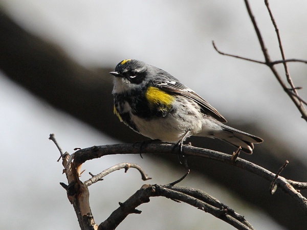 Yellow-rumped Warbler