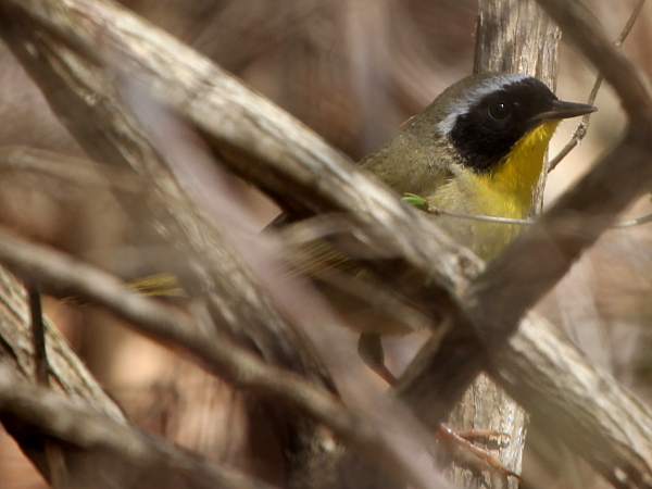 Common Yellowthroat