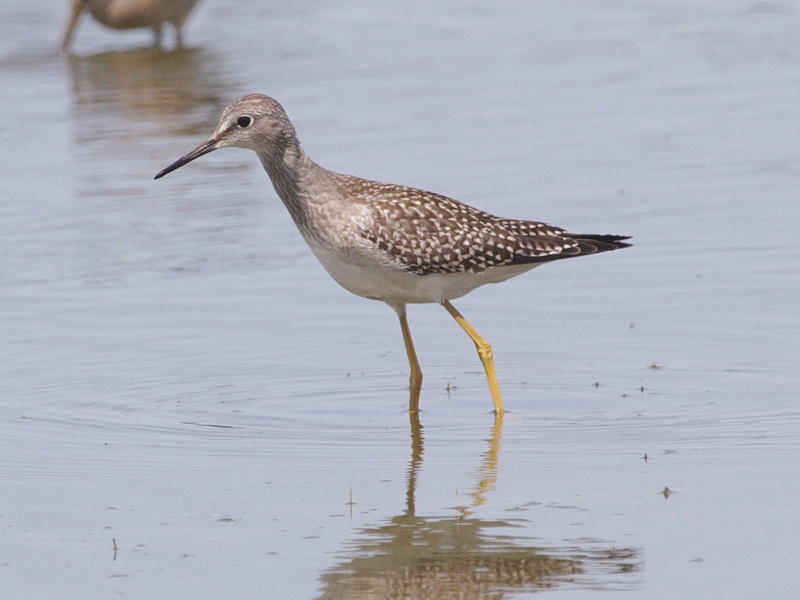 Lesser Yellowlegs