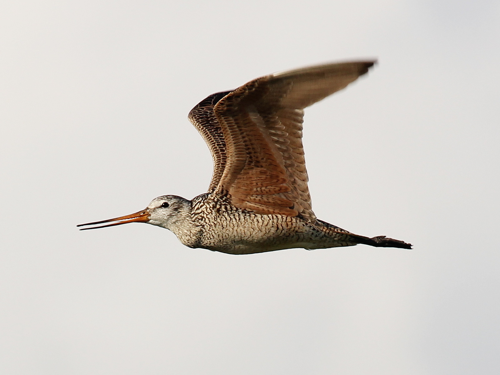 Marbled Godwit